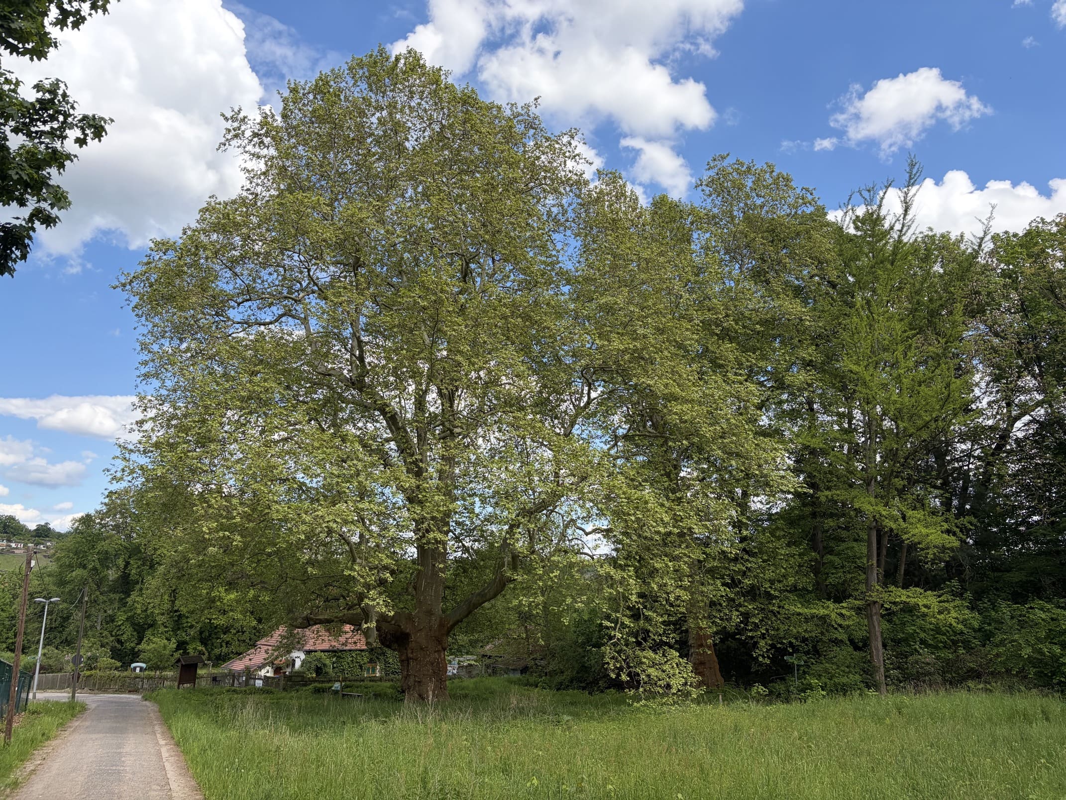 Siebeneichener Platane