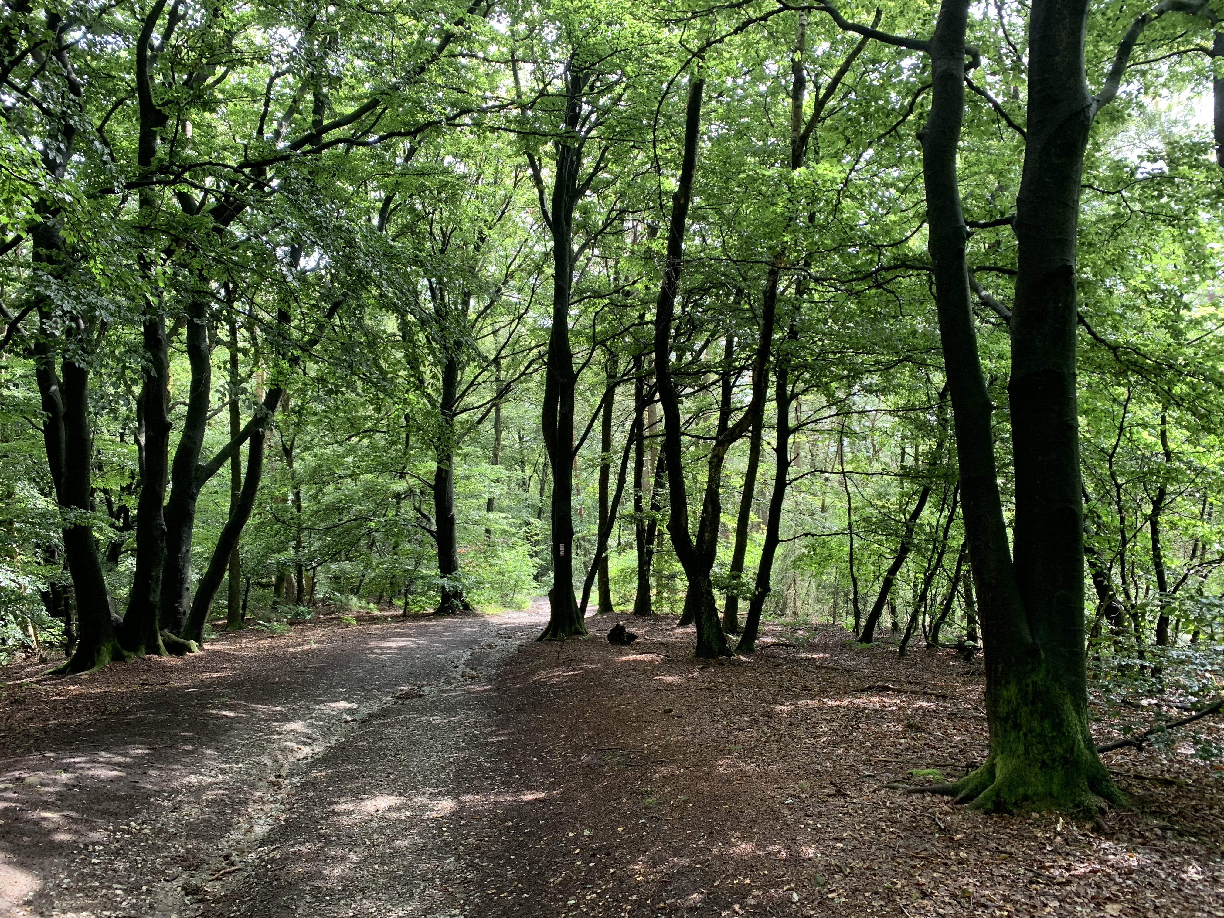 Hermannsweg im Teutoburger Wald