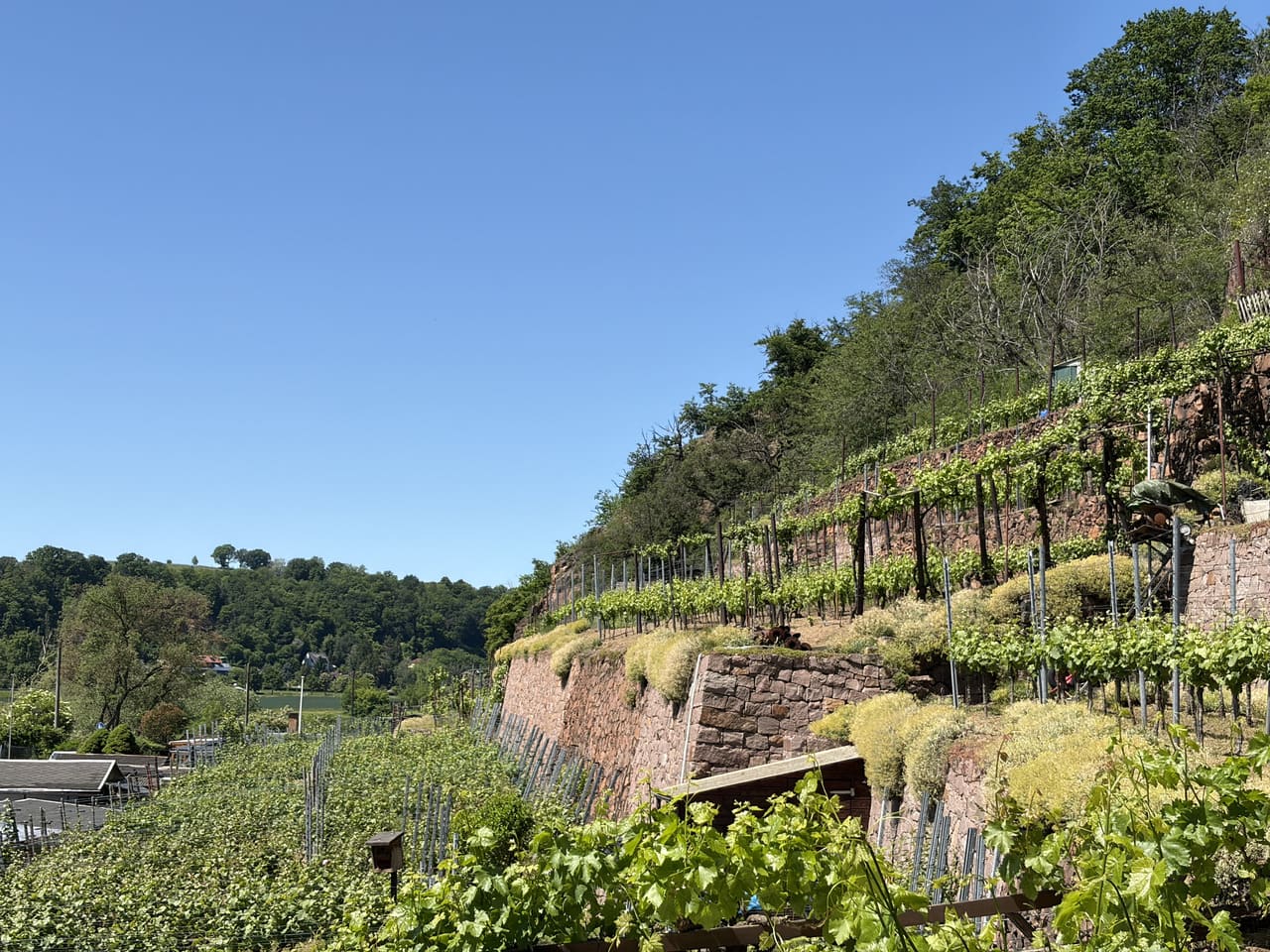 Weinhänge am Elberadweg in Meißen