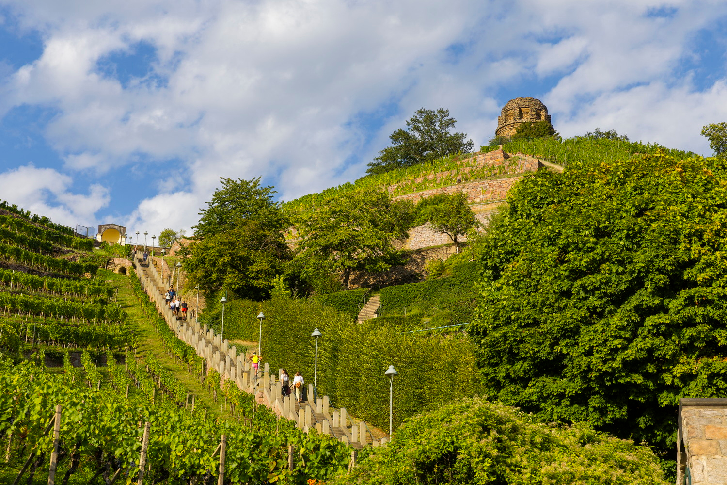 Weinwanderung durch die Weinhänge in Radebeul