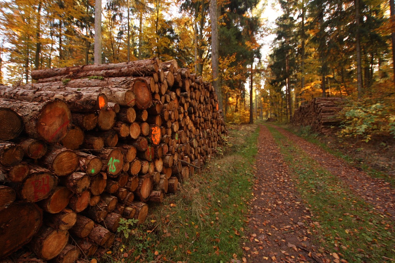 Holzwirtschaft im Tharandter Wald