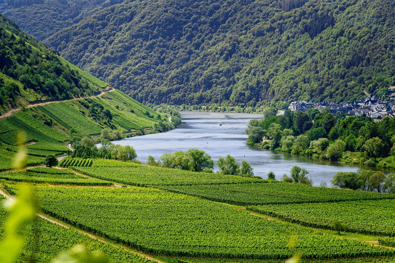 Wandern in den Weinbergen und -hängen der Mosel