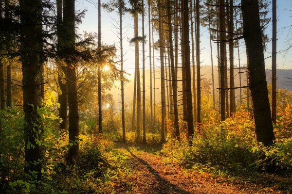 tharandter-wald