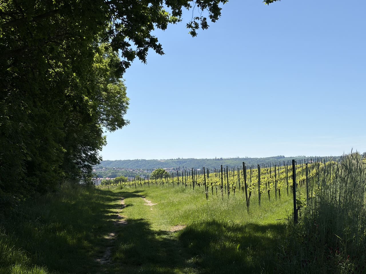 Feldweg Weinberghaus Proschwitz