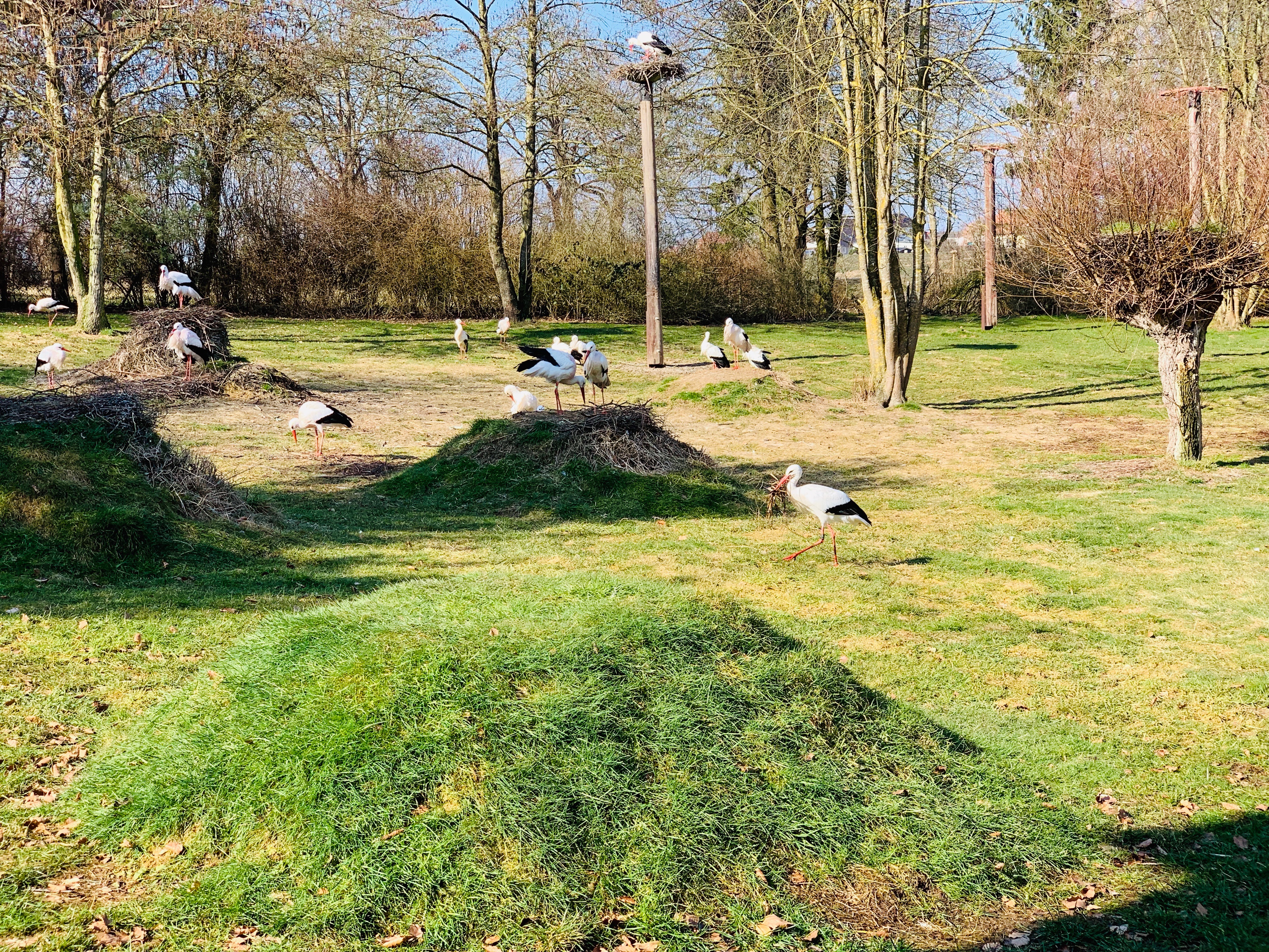 Weißstörche im Vogelpark Marlow