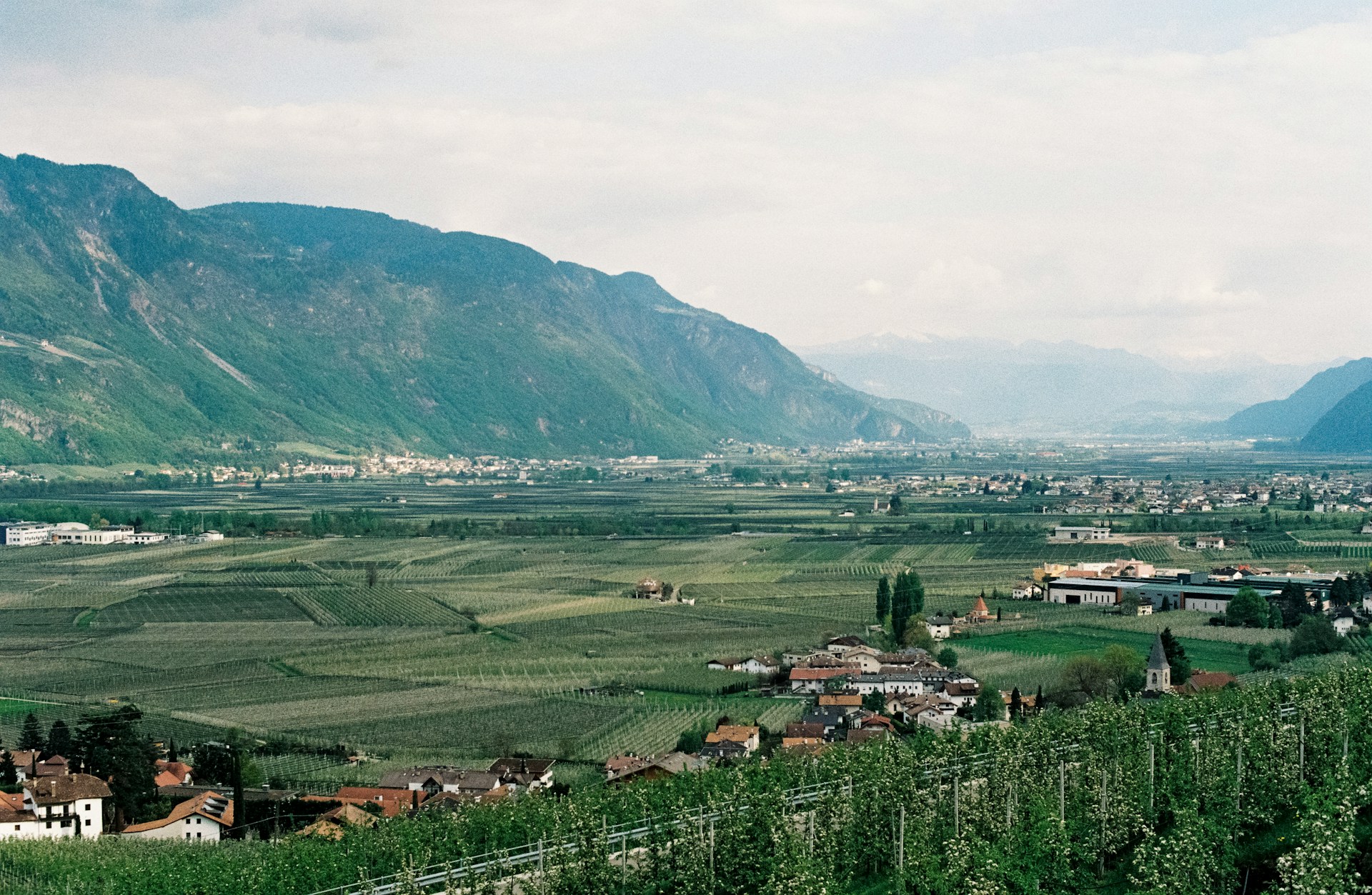 Weinberge in Südtirol