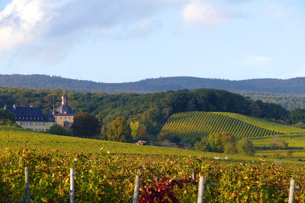 Weinwandern im Rheingau
