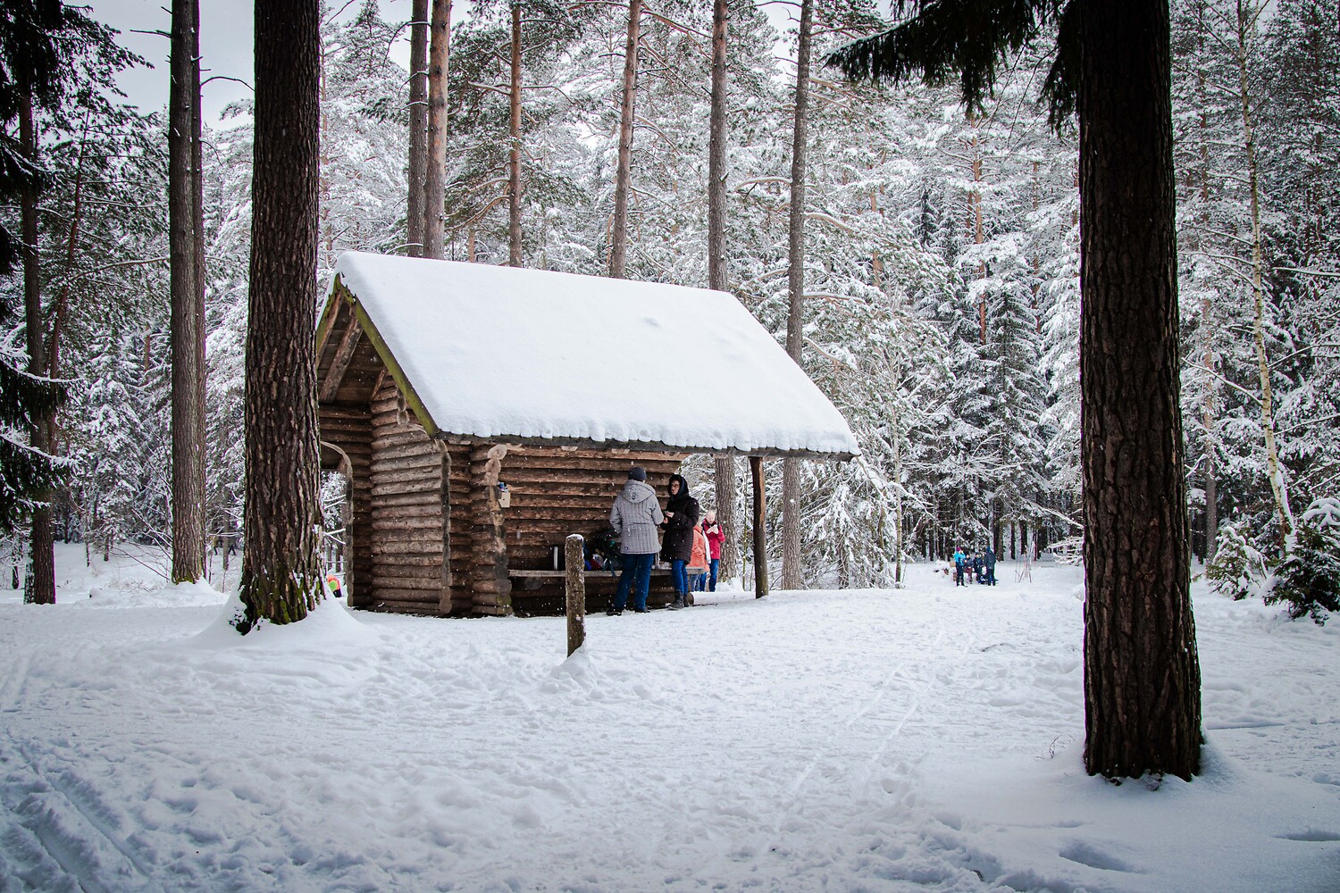 Winter in der Dresdner Heide