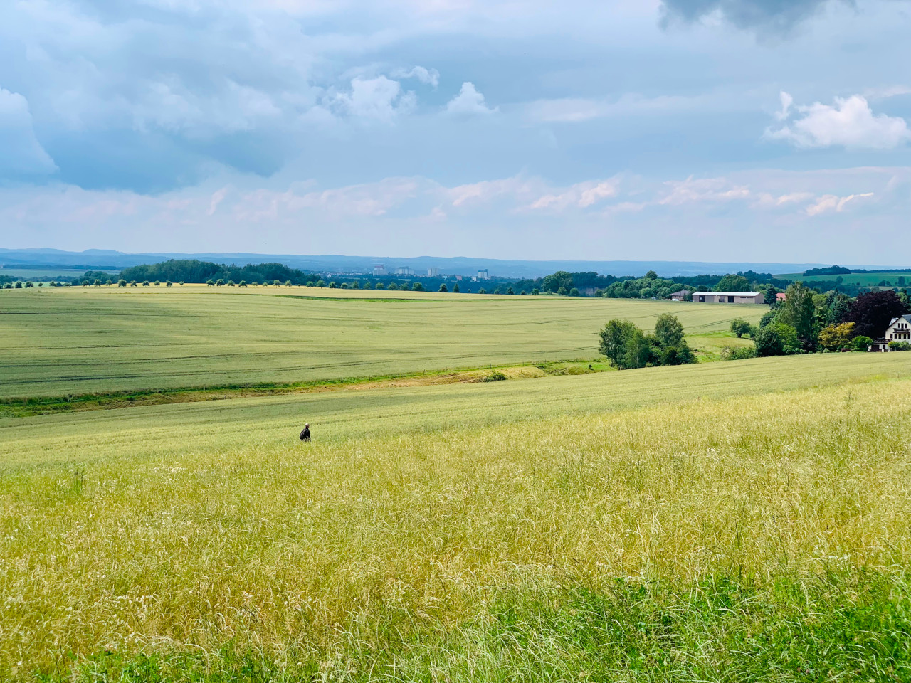 Feldweg bei den Bärensteinen in der Sächsischen Schweiz