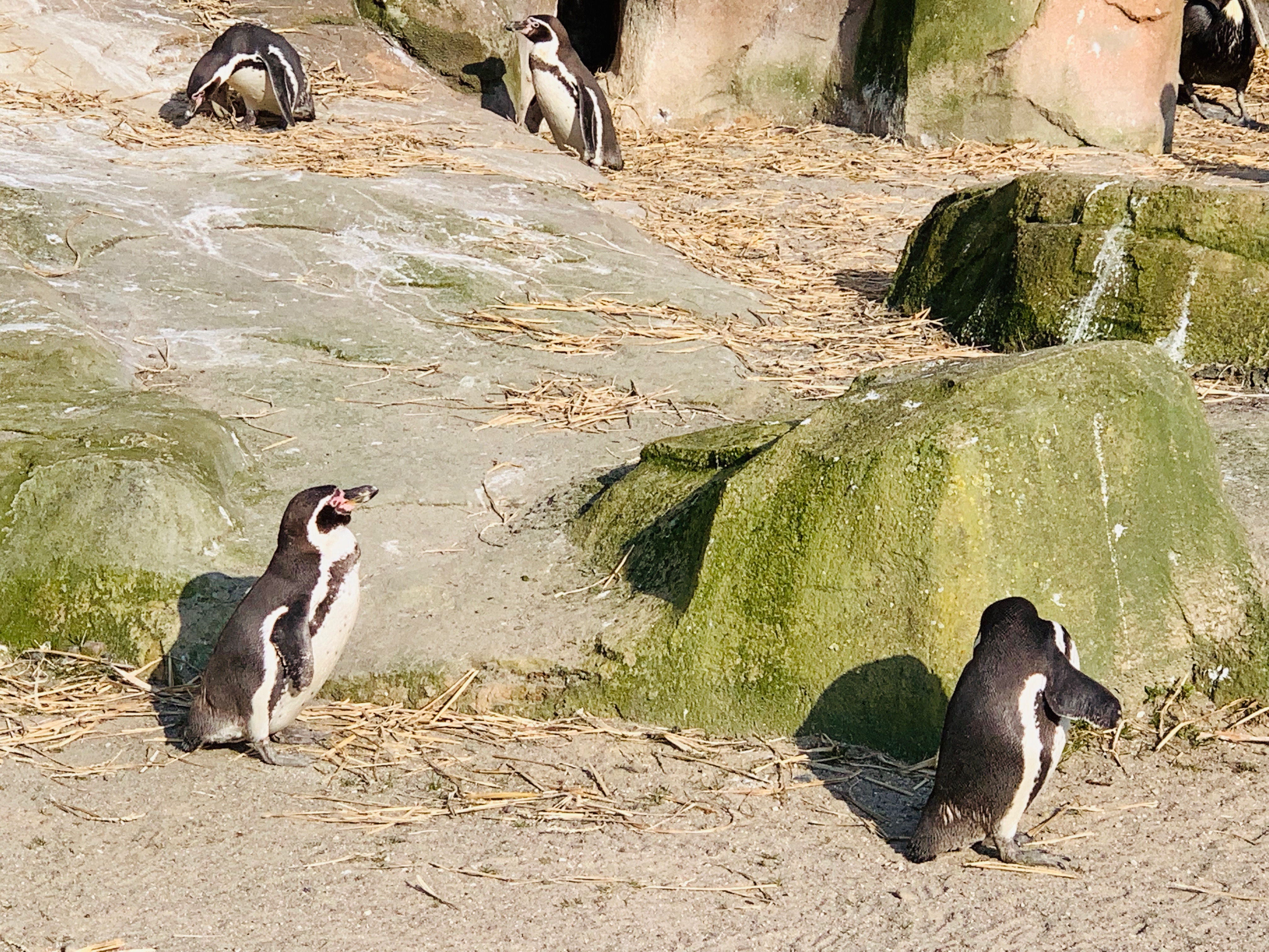 Pinguine Vogelpark Marlow